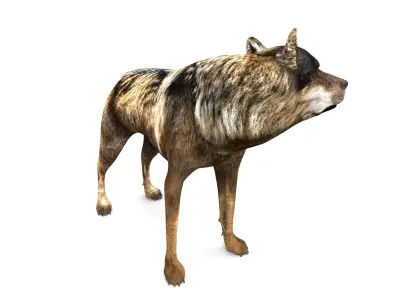 Fox rigged 3D Models low poly model Low-poly 3D model