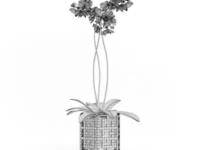Orchid Flower in Hexagonal Pot 3D model