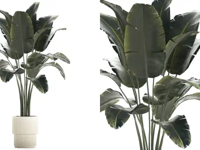 Beautiful Banana palm tree in a flower pot for decoration 1266 3D model