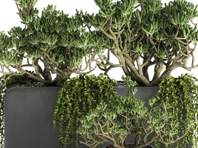 Crassula in a black flowerpots 811 3D model