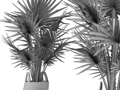 Plants Collection 139 Sabal Minor 3D model