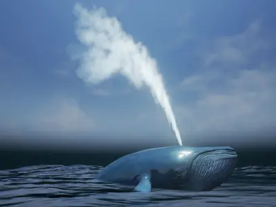 Blue Whale Low-poly 3D model