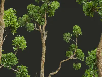 New Plant High detail Cinnamomum Camphora Decorative Free 3D model