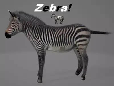 Zebra 3D model