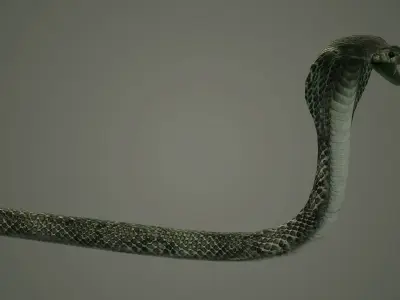 snake reptile snakes serpent python anaconda mamba cobra 3D model