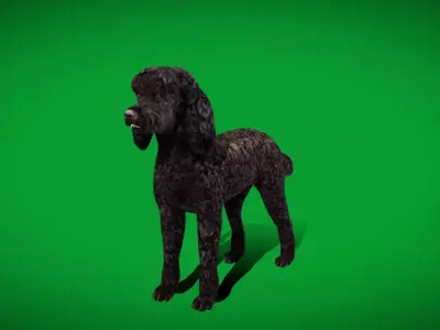 Poodle Dog Low-poly 3D model