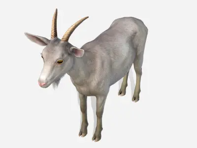 Goat - Female Low-poly 3D model