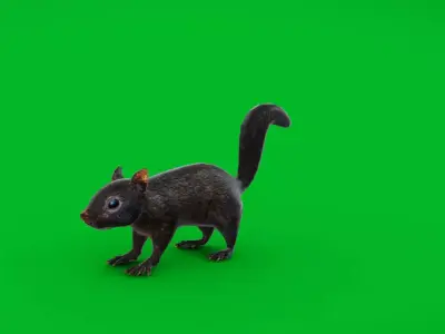 Black Canadian Squirrel Low-poly 3D model
