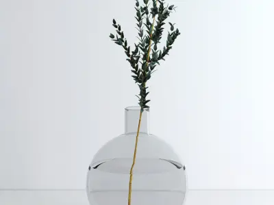 Eucalyptus Parvifolia 3D model