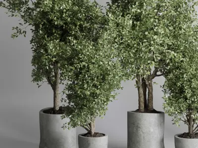 indoor plant 433 plant tree vase dirty concrete 3D model