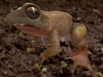 Frog rigged model 3D model