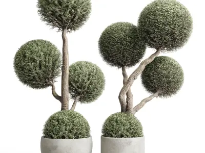 Topiary balls plants - Indoor plants in concrete pot set 454  3D model