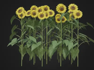 Group of Sunflower Low-poly 3D model