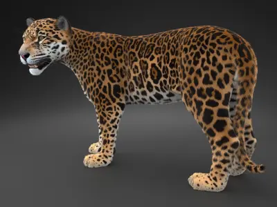 Panthera Onca - American Jaguar 3D model
