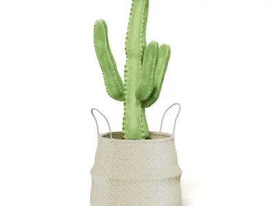 Cactus in Wicker Basket 3D Model 3D model
