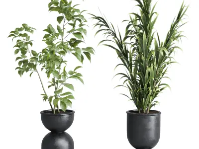 indoor plant set 338 ficus rubbery palm fern concrete vase Low-poly 3D model
