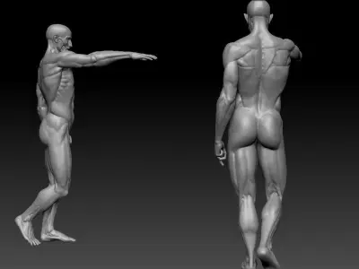 Houdon Ecorche  3D model