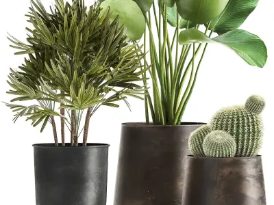 Banana palm in a rust pot for the interior 1038 3D model