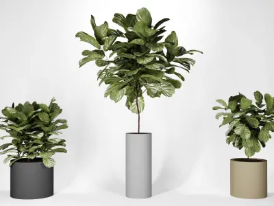 Ficus Indoor Plant in modern pot vol 01 3D model