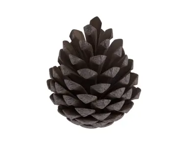 pine cone 3D model