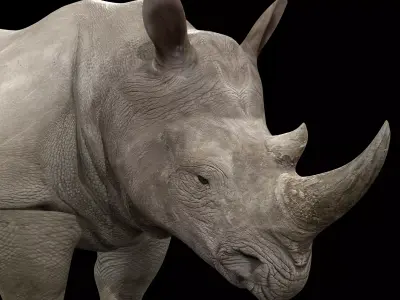 Rhinoceros Rigged Low-poly 3D model