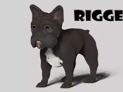 frenchie bulldog Low-poly 3D model
