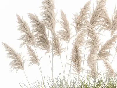 Pampas grass for landscaping 1070 3D model