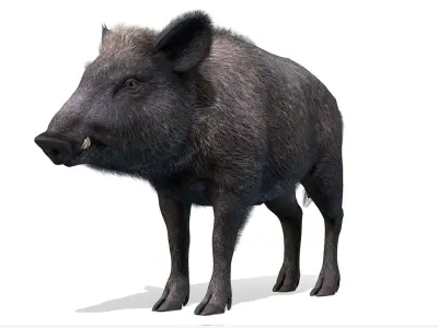 Wild Boar - Female Low-poly 3D model