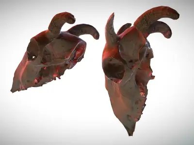 Photorealistic scanned low poly cow skull with removable horns Low-poly 3D model