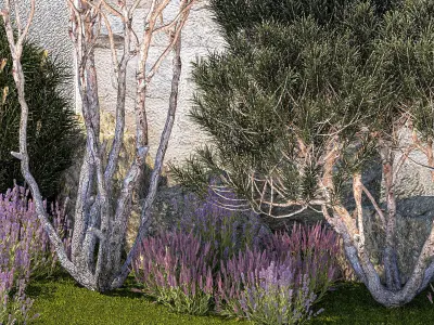 Garden with thuja trees and pine topiary lavender bushes 3D model