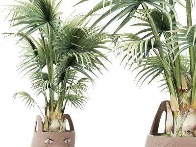 Plants Collection 140 Sabal 3D model