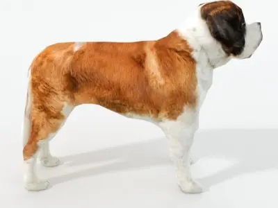 Saint Bernard Low-poly 3D model