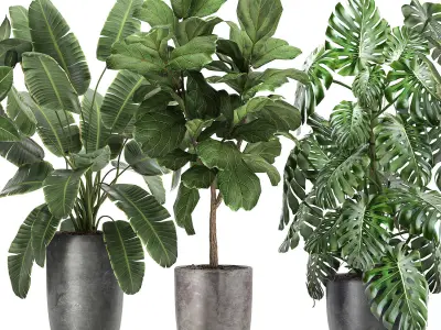 Plants in a black pot for the interior 1053 3D model