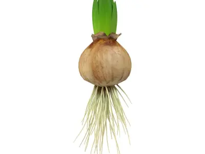 Hyachinth sprout 3D model