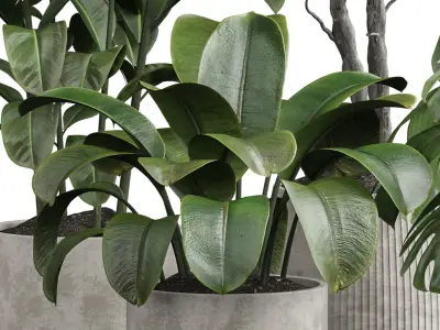 Indoor plant 07 3D model purchase