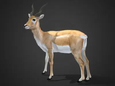 Young Blackbuck Realistic Animated 3D model