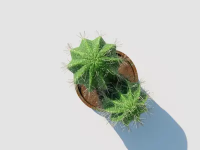 Potted Cactus Plant 3D model