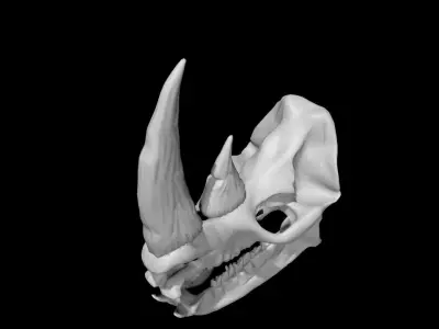 Rhino skull Low-poly 3D model
