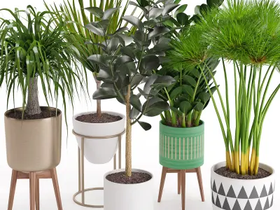 Houseplant 29  3D model