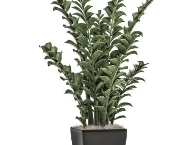 Zamioculcas in pots on a stand for the interior 527 3D model