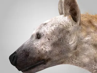 Hyena Rigged And Animated Low-poly 3D model