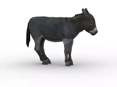 Donkey 3D model