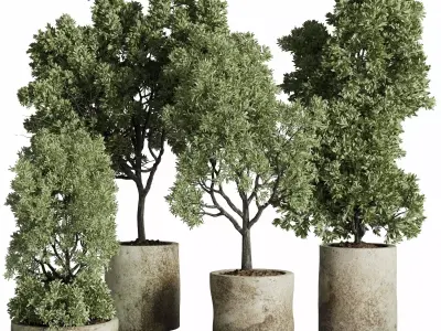 Tree plant in a old concrete dirty outdoor plant set 213  3D model