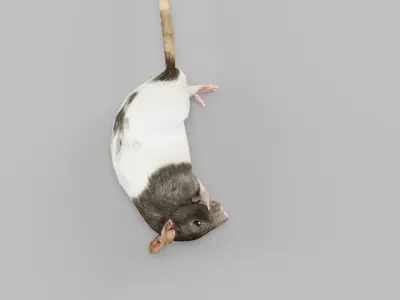 Common Rat Low-poly 3D model