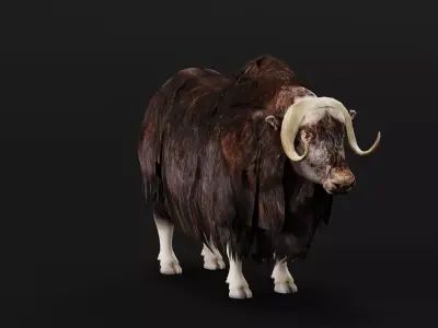 Musk Ox Animal Hoofed Mammal Low-poly 3D model