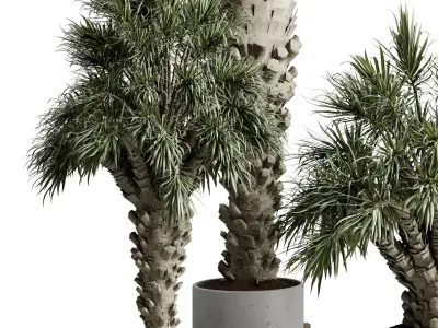 Palm Tree in a concrete pot - set indoor plant 594 3D model