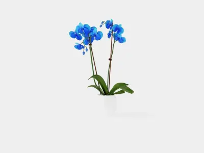 Phalaenopsis hybrid Royal Blue Low-poly 3D model