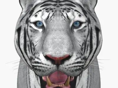 Awesome White Tiger - 3d model 3D model