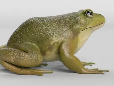 Bullfrog Low-poly 3D model