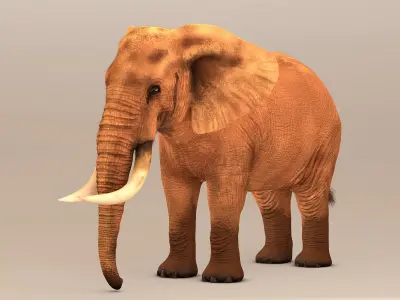 Elephant with tusks 3D model